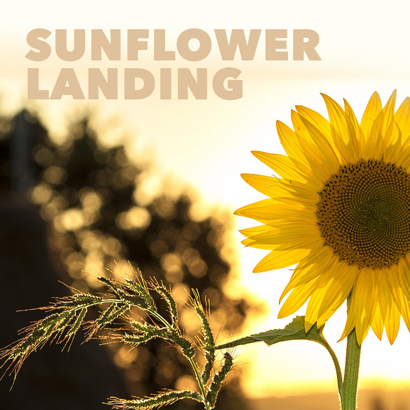 Sunflower Landing